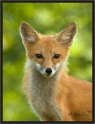Red Fox Portrait, (Vulpes vulpes)